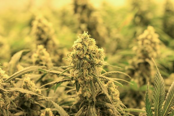 The image shows a close-up of cannabis plants with dense, leafy buds, typically seen in a controlled growing environment with warm lighting.