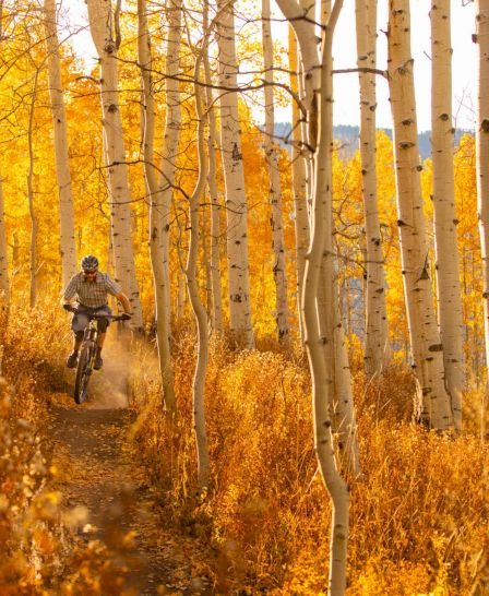A mountain biker rides through a vibrant autumn forest, with golden leaves and tall white trees creating a stunning backdrop.