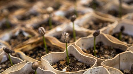 Several sprouting seeds in small soil containers, emerging from the soil and beginning to grow, likely in a greenhouse or nursery setting.