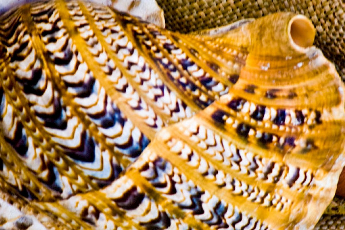 A large, intricately patterned seashell is being held by a person, whose arm is partially visible. The background appears to be textured fabric.