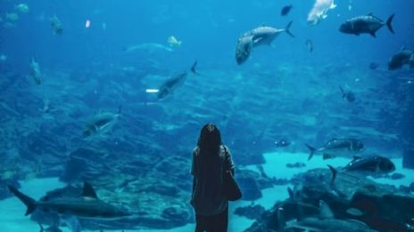A person stands in front of a large aquarium window, observing various fish swimming in the water, creating a serene underwater scene.