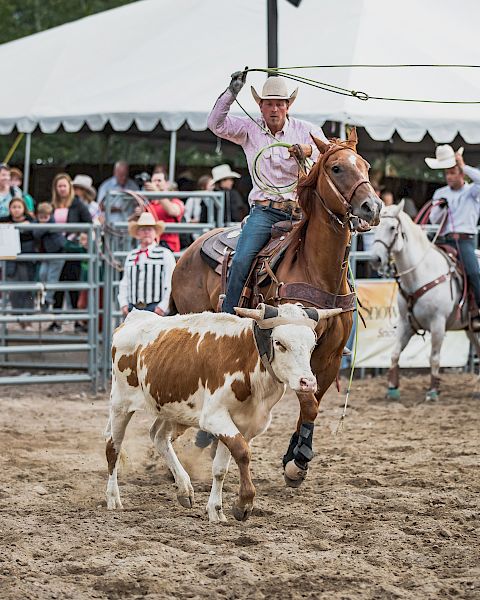 A rodeo scene with a cowboy on horseback lassoing a calf in an arena, watched by an audience behind a fence.