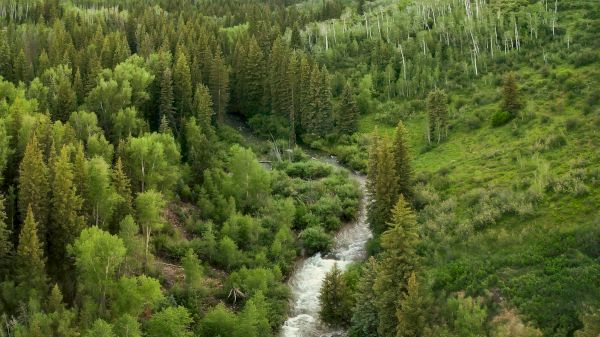 A lush green valley with a winding river flanked by dense trees and distant snowy mountains under a clear blue sky.