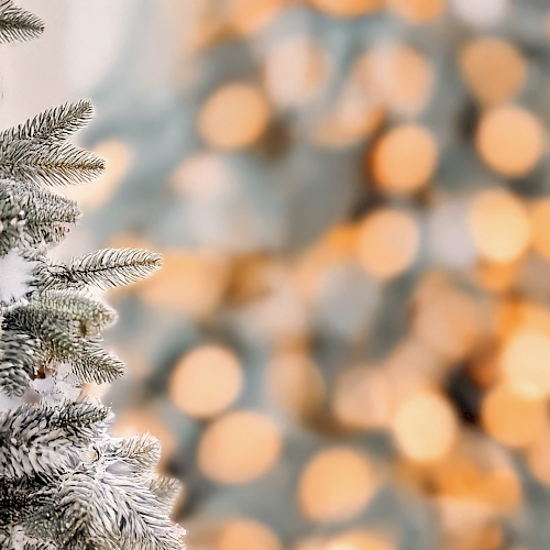 Snowy pine branches in the foreground with warm, blurry holiday lights in the background.