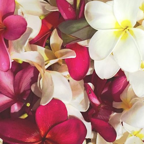 A colorful bouquet of plumeria flowers in white, pink, purple, and yellow hues, overlapping petals and a vibrant tropical display.